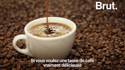 C'est quoi la différence entre l'arrabica et le robusta ?