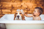 6 raisons bénéfiques d'adopter un chien