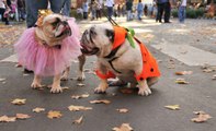 Des costumes d'Halloween pour votre chien ou votre chat