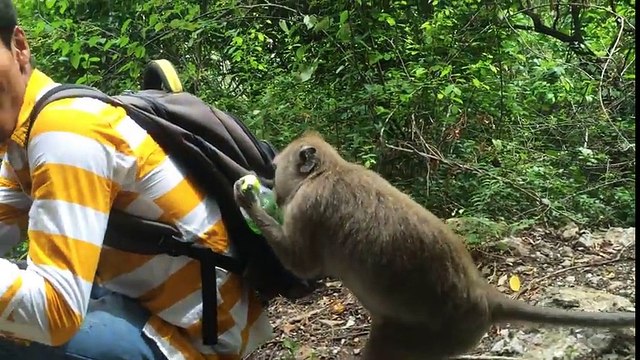 Wild Monkey Meet A Man and Ask water for Drink Cute Animals Monkeys
