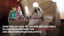 United Airlines Reveals New Pet Guidelines, Bans Certain Breeds From Flying