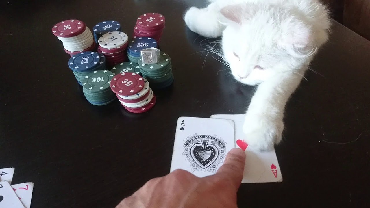 funny persian cat don't touch my gamble - choku don't touch my gamble