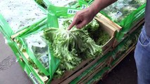 Alpes-de-Haute-Provence : feu vert pour la récolte des salades