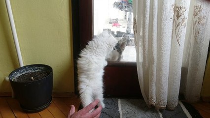 funny persian cat meet Alaskan malamute husky - choku first day