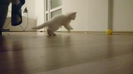 funny persian cat play ball -choku playing ball