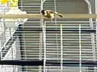 Chardonneret  maknine Boulboul7