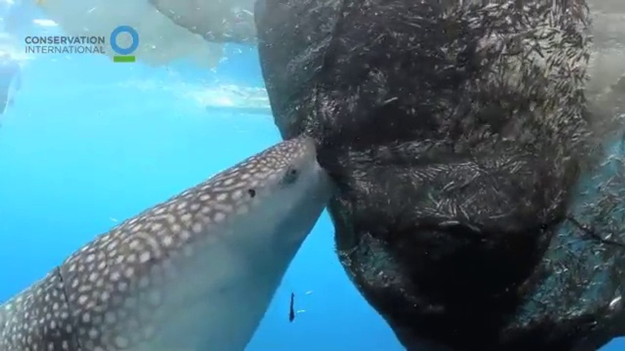 Les images magnifiques d'un requin baleine qui essaie d'aspirer les poissons pris dans un filet de peche