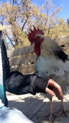 Ce coq en manque de calin en demande à son maitre... Adorable