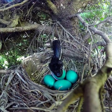 Regardez qui débarque dans le nid de cet oiseau. Incroyable