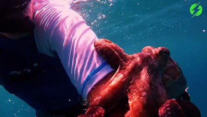 Un poulpe très attachant... Trop même!