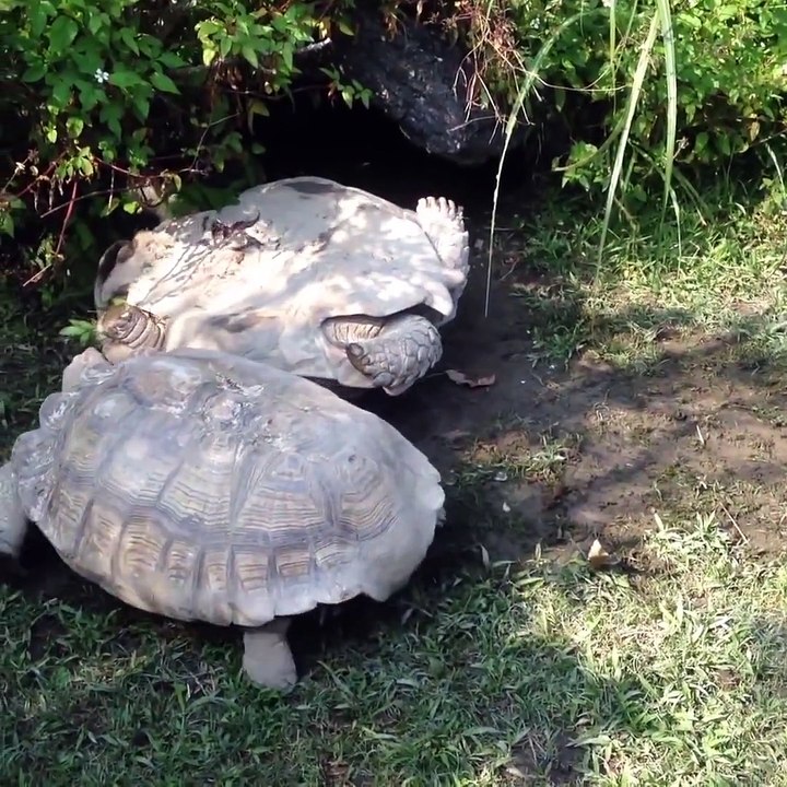 La solidarité entre tortues ça existe