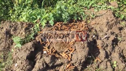 Report TV - Shkodër,fishekë në fushë,policia ushtarake reagon pas apelit në Report Tv