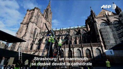 Strasbourg: un squelette de mammouth dressé devant la cathédrale
