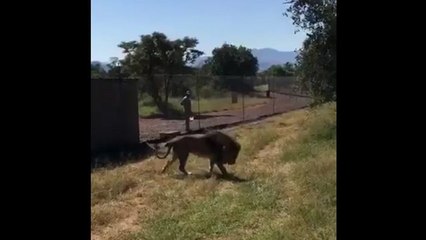 Un lion attaque son propriétaire dans une réserve africaine