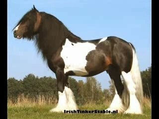 Tinker( the corrs - toss the feathers )