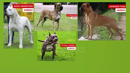 Pitbull me GPS, kontrolle te rrepta për qentë shtëpiakë - Top Channel Albania - News - Lajme