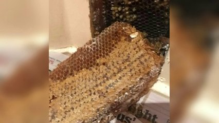 Bletët pushtojnë shtëpinë - Top Channel Albania - News - Lajme