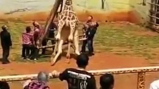 sauvetage d'une girafe