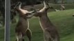 Kangaroos Spar on North Stradbroke Island