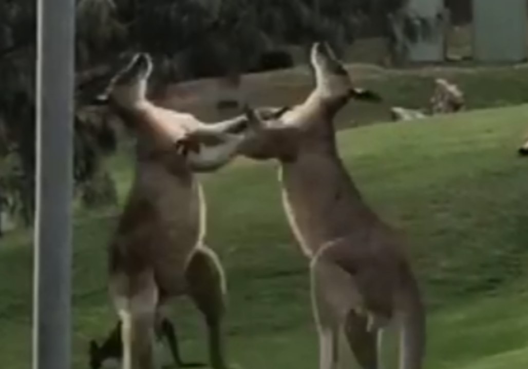 Kangaroos Spar on North Stradbroke Island