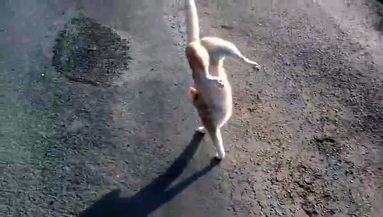 Amazing cat walking on its front legs