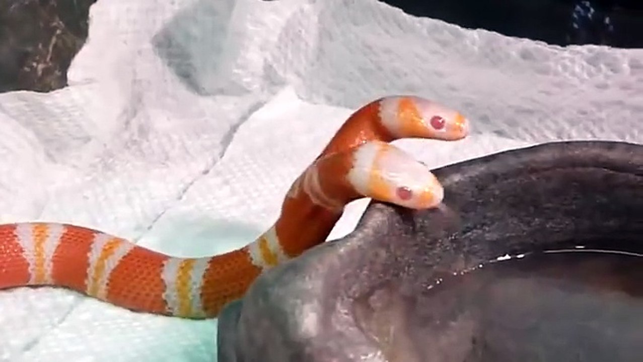 A red snake with two heads