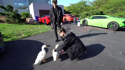 WE SAVED OUR DUCKS LIFE.