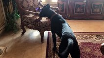 Funny Great Dane Plays with Cat in the Fascinator Hat