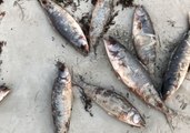 Hundreds of Dead Salmon Mysteriously Washed Ashore in Cape Jervis