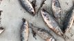 Hundreds of Dead Salmon Mysteriously Washed Ashore in Cape Jervis