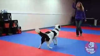 CUTE GIRL CUTE DOG PLAYING DANCEING LOVING DOT MISS MUST WATCH