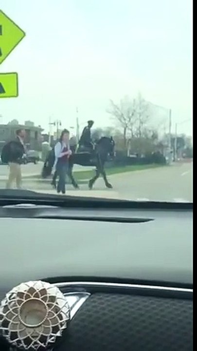 A cheval, ce policier arrête une voiture au feu rouge !