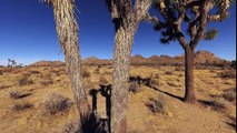 Joshua Tree VR 180 3D Experience