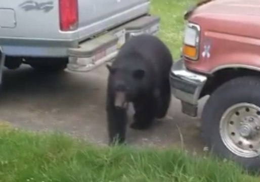 Vancouver Island Resident Scares Off Bin-Raiding Bear