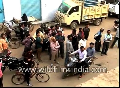 Bull climbs up building, descends by crane from roof top in Agra