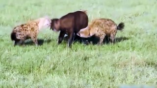 Amazing Predators Fight - Top Animal Attacks HD