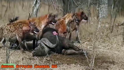 Amazing Predators Fight - Big Battle Animals Real Fight Lion, Crocodile, Hyena HD