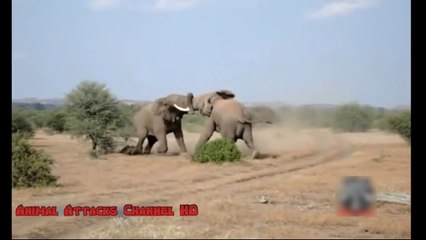 Lion vs Snake - Most Amazing Wild Animal Attacks - Top 10 Craziest Animal Fights HD