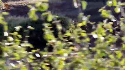 Lion vs Zebra - When Prey Fights Back - Most Amazing Wild Animal Attacks HD