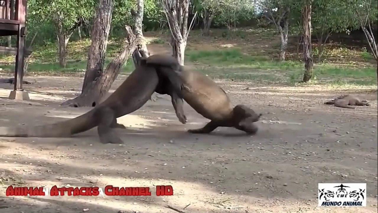MOST Amazing Komodo Dragon Attacks!! - Comodo Dragon Biggest Fights HD