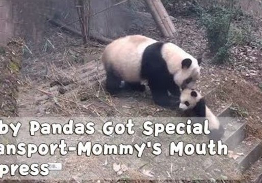Hilarious Moments of Mama Pandas Dragging Their Babies Home