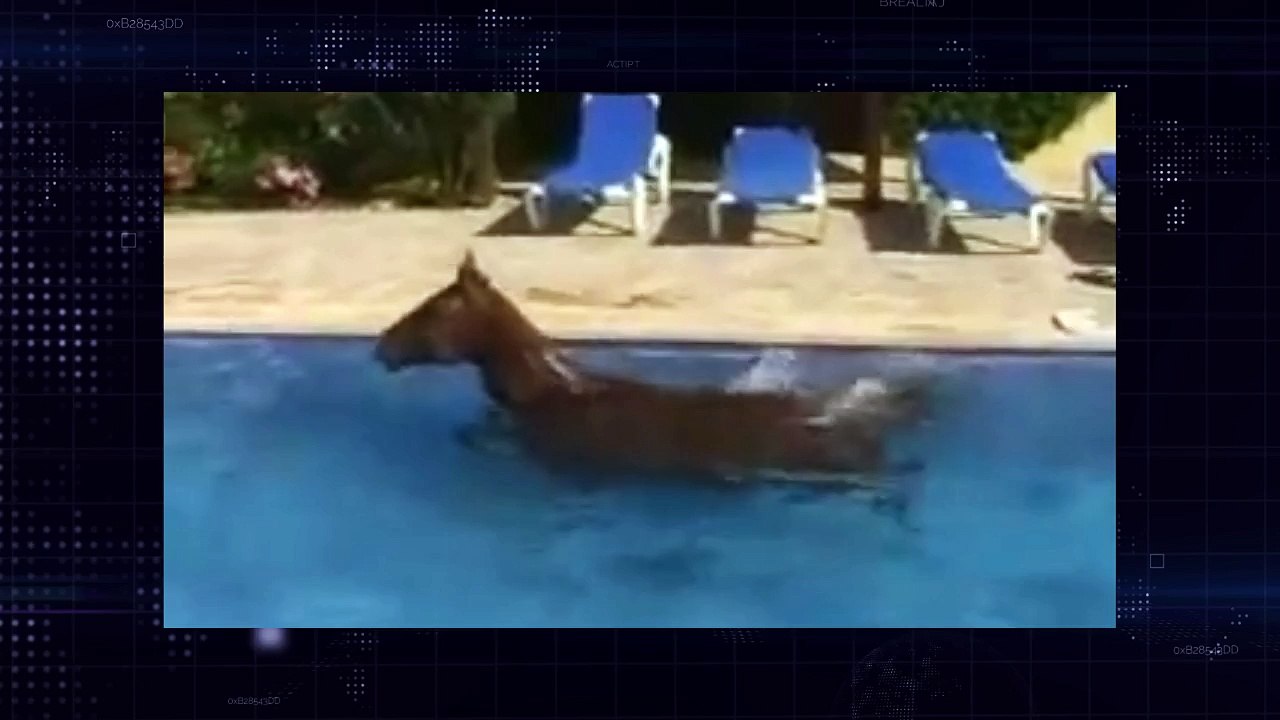 Horse in swimming pool