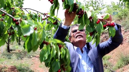 Yeşilyurt’un erkenci kirazı Turfanda derilmeye başlandı