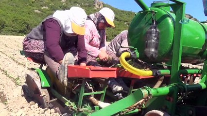 Tütün üreticisi dertli