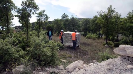 İnşaat çukuruna düşen kurt kurtarıldı - KÜTAHYA