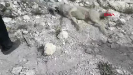 Kütahya-İnşaat Çukuruna Düşüp Yaralanan Kurt Kurtarıldı