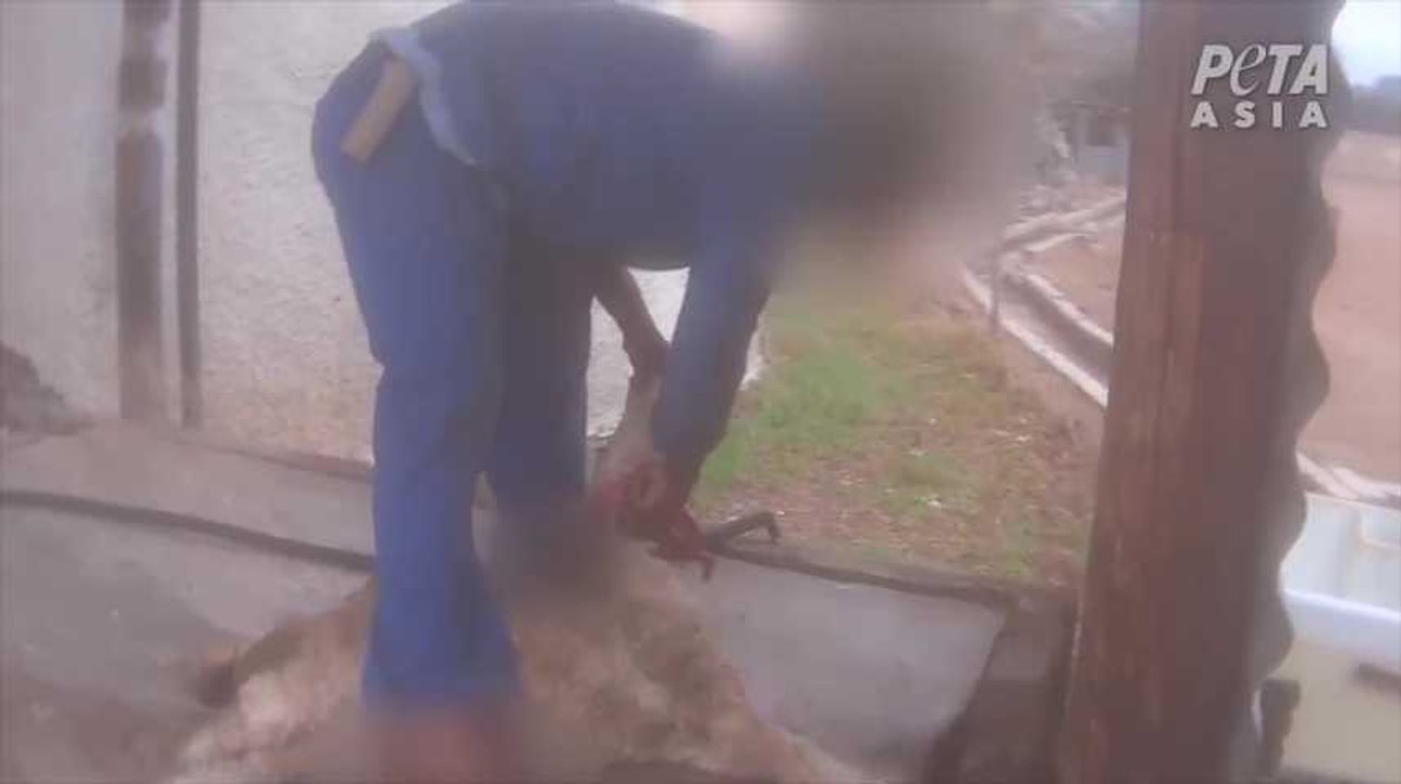 Mohair : Zara, Gap, H&M et Topshop vont arrêter d'en utiliser àpres une vidéo de la PETA