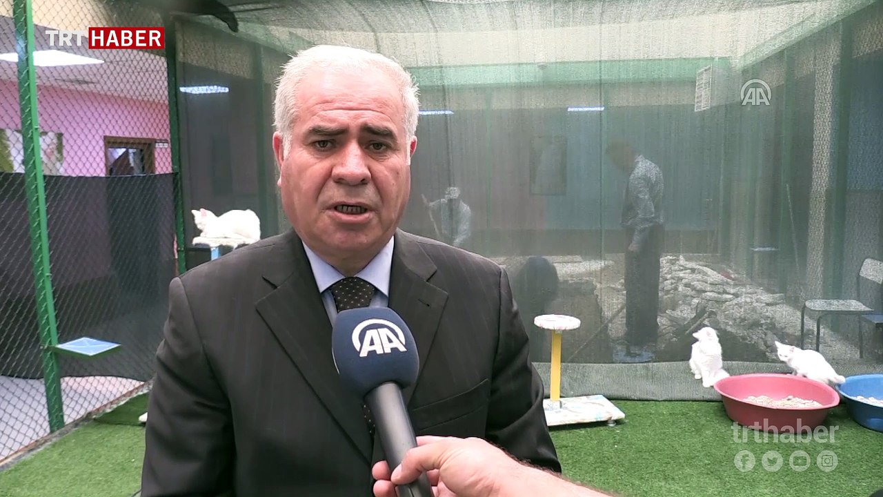 Suya düşkünlüğüyle bilinen Van kedileri için özel havuz tasarlandı