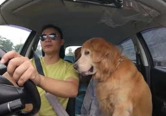 Owner Shares a Burger With His Dogs on the Go