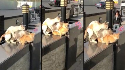 Plan à trois de chats